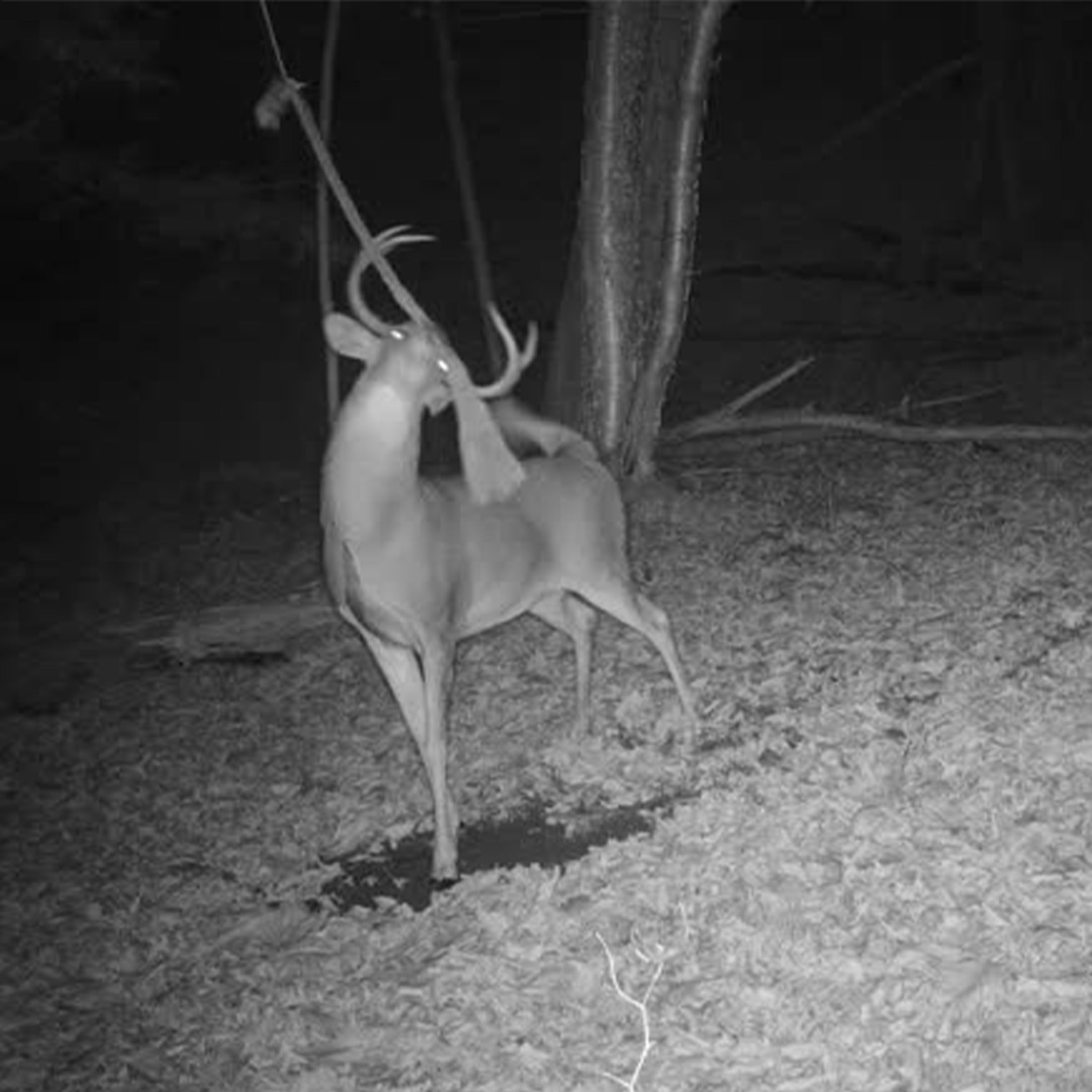 Tink’s Naturally PRIMED Scrape Rope for Deer Hunting