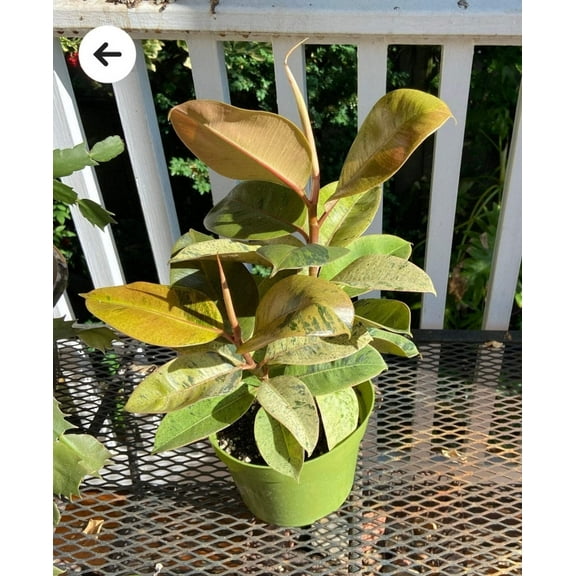 6 inch Pot - Ficus Moonshine Shivereana Live Big Plant - Get similar to the picture
