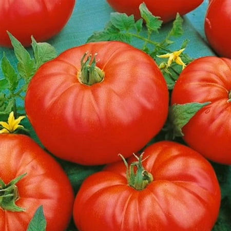 Tomato Garden Seeds - Beefmaster Hybrid - 100 Seeds - Non-GMO, Vegetable Gardening Seed - Mountain Valley (Best Hybrid Tomato Seeds)