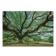 thumbnail image 3 of Nature Cutting Board, Magnificent Rain Tree in Thailand with Long Branches Rural Scenery Growth Picture, Decorative Tempered Glass Cutting and Serving Board, Small Size, Brown Green, by Ambesonne, 3 of 5