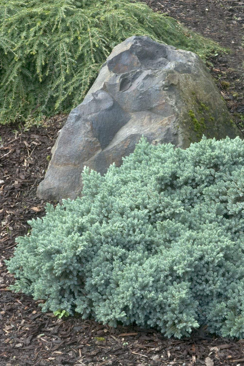 Blue Star Juniper - 10 Live Plants - Juniperus Squamata - Low Maintenance Evergreen Groundcover