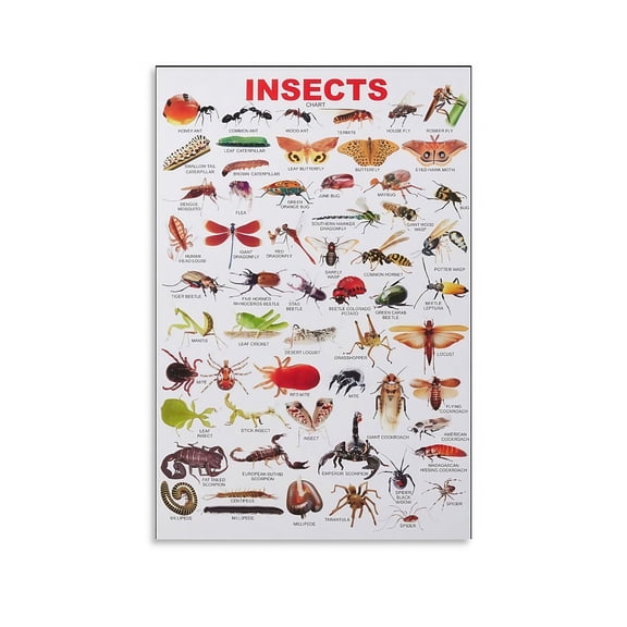 Insect Encyclopedia Poster - Educational Canvas Wall Art for Living Room and Classroom Decor