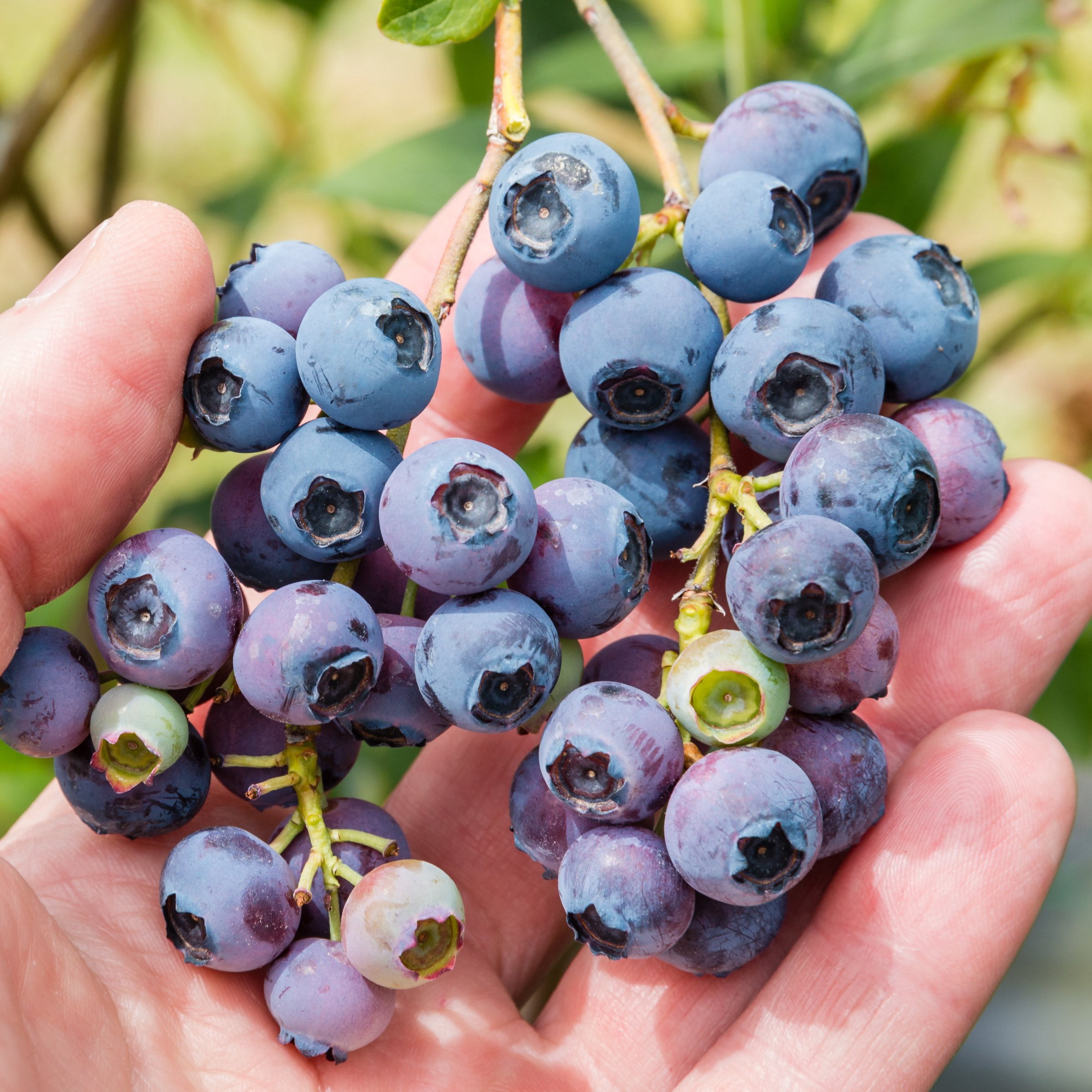 1 gal. Live Shrub Blueberry Legacy Plant
