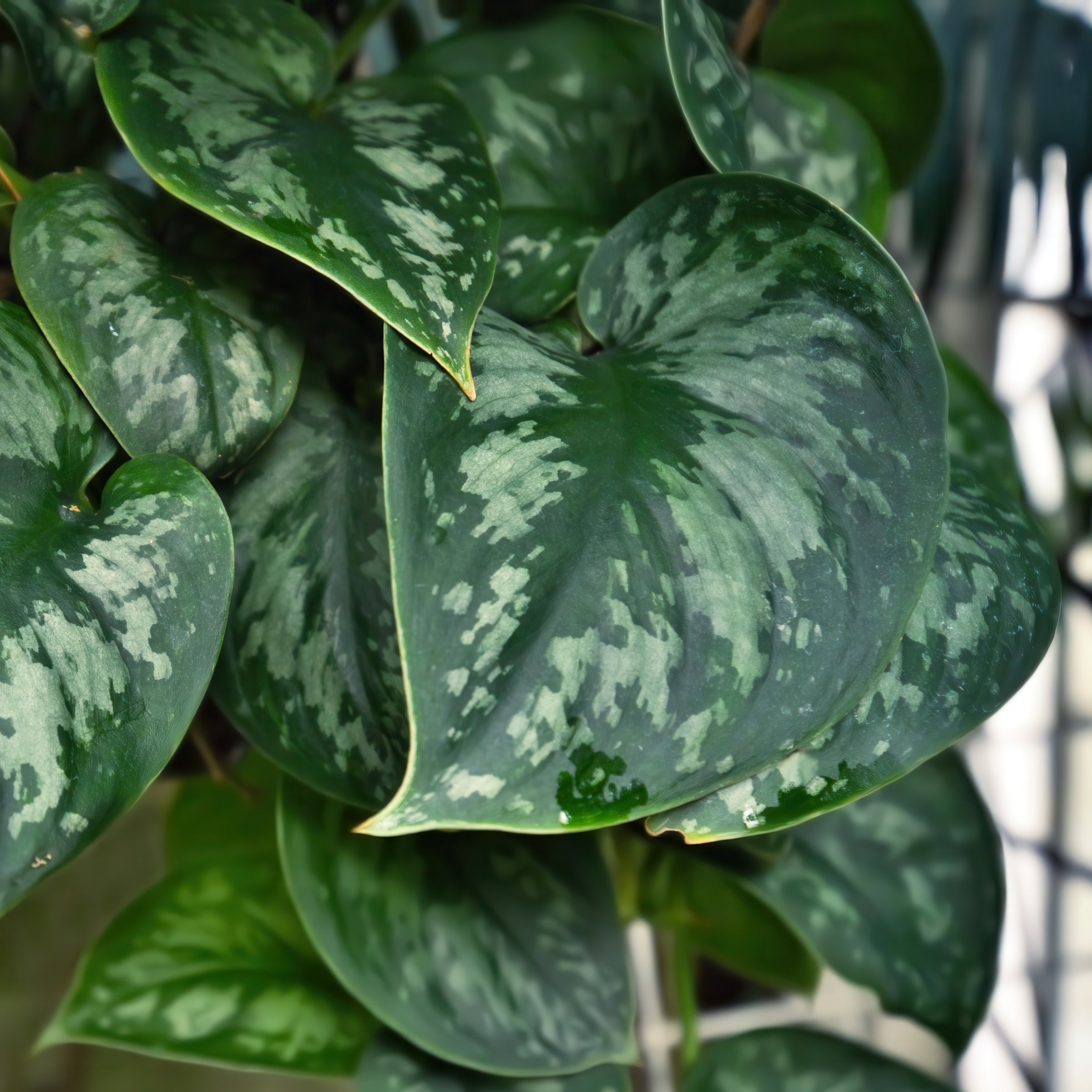 4 in. Scindapsus Pictus Satin Pothos Plant in Grower Container (3-Pack)