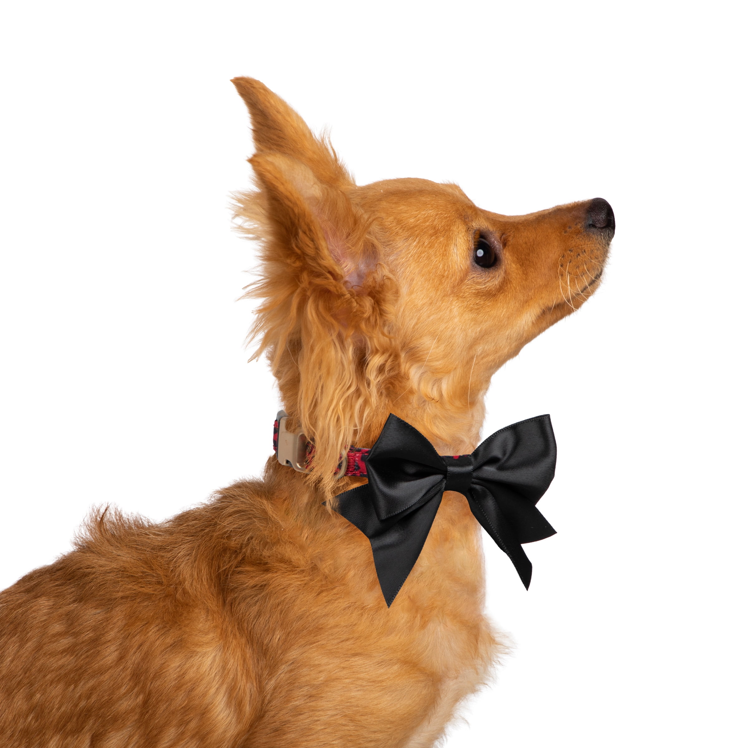 Christian Siriano Pet, Animal Print Bow and Gold Trim, Fashion Dog Collars, Red, XS, 2 Piece Set