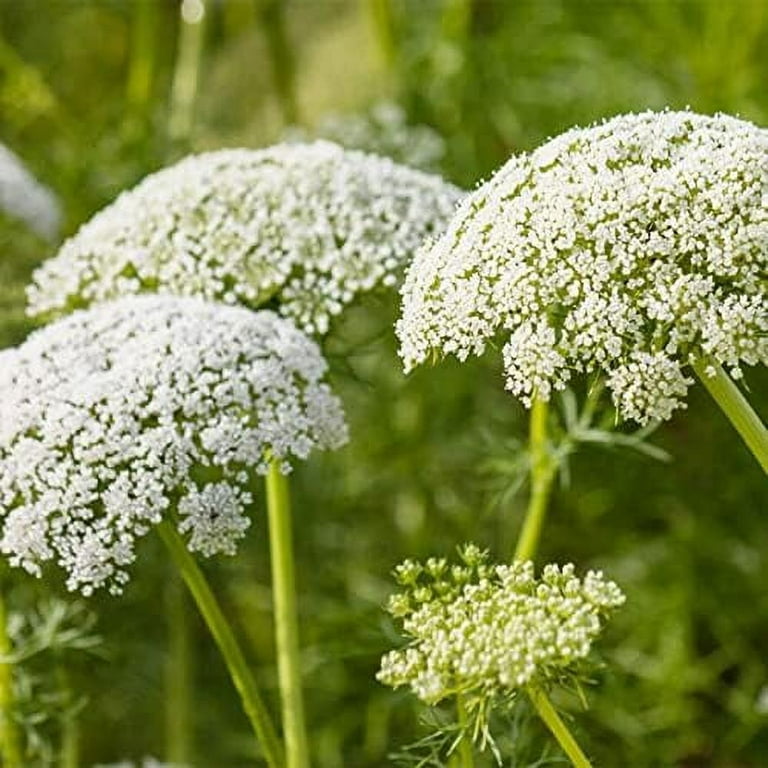 White Queen Anne's Lace, DIY Wedding Flowers
