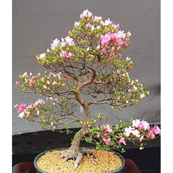 Japanese Cherry Blossom Bonsai Tree Seeds (10 Pack) - Flowering Sakura Bonsa