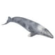 thumbnail image 4 of Colección de figuras de ballenas grises simuladas, juguetes educativos de peces falsos de Sea World, 4 of 15