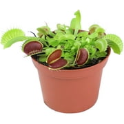 Dionaea Muscipula Venus Fly Trap Plant Carnivorous Live Terrarium Decorations and Home Garden Gifts Easy Houseplants Indoor Or Outdoor Perennials Rooted in Potting Containers