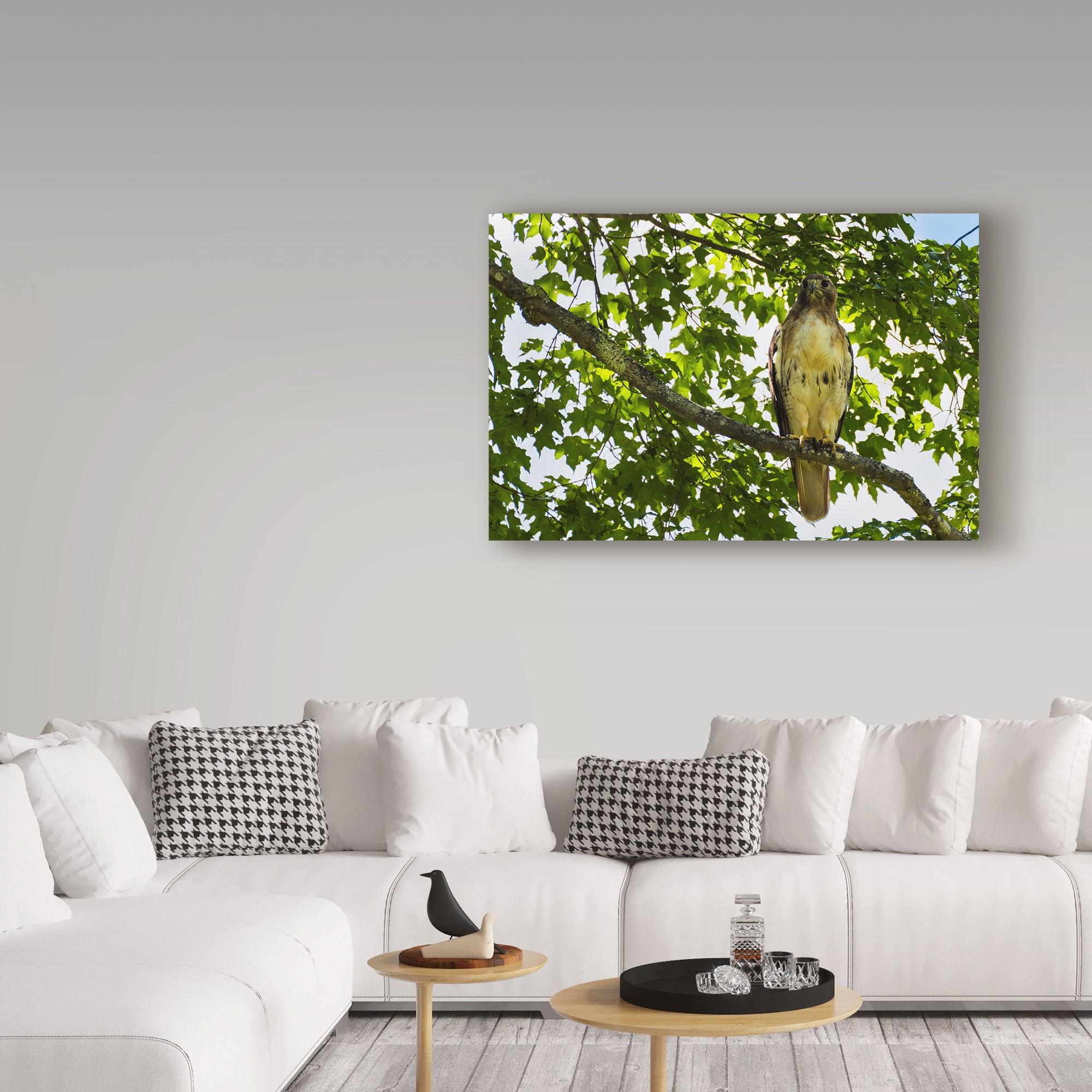 Trademark Fine Art 'Red Tailed Hawk Right' Canvas Art by Brenda Petrella Photography Llc