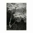 thumbnail image 2 of Gango Home Decor Maple Beauty I B&W by Vitaly Geyman (Printed on Paper); One 18x24in Fine Art Paper Giclee Print, 2 of 4