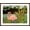 Brown Frame, variant on Art.com Tropical Flamingo I Art Print by Linda Baliko, 16" x 12"
