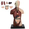thumbnail image 1 of Juguete del Cuerpo Humano, Exquisita Simulación Unisex Unisex Modelo de Torso de Cuerpo de Cuerpo Resistente para Maestros para Ayudas de Enseñanza, 1 of 7