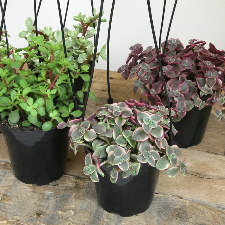 Altman Plants Hanging Succulents Baskets (3-pack) Fun Easy Plants in 3.5 in. Hanging Pots