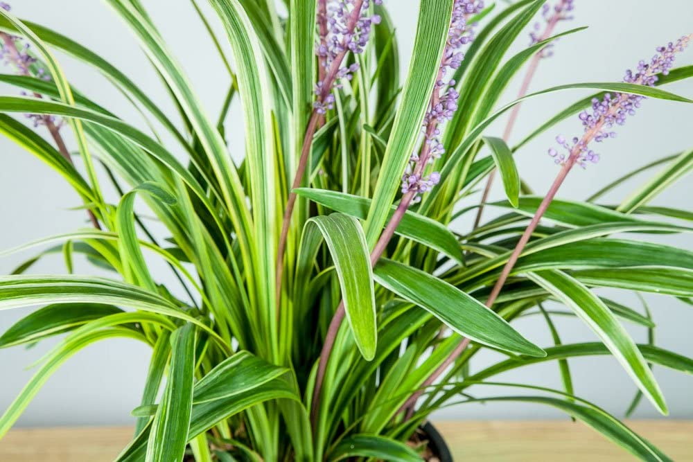 1 Gal. Variegated Liriope - Monkey Grass - Ornamental Statement ...