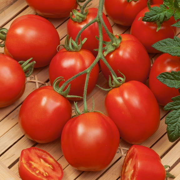 Rushmore Tomato Seeds - 300 Mg Packet ~65 Seeds - Non-GMO - Vegetable Garden - Solanum lycopersicum