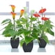thumbnail image 5 of Artificial Flower Fake Plants Calla Lily Faux Small Potted Plant With Pot Fake Bonsai Flower For Home Office (white), 5 of 5