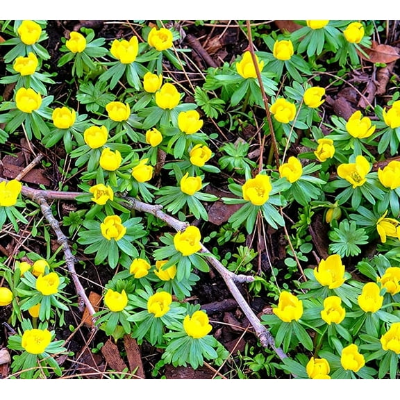 Winter Buttercup Bulbs for Planting - Eranthis Cilicica (25 Bulbs)