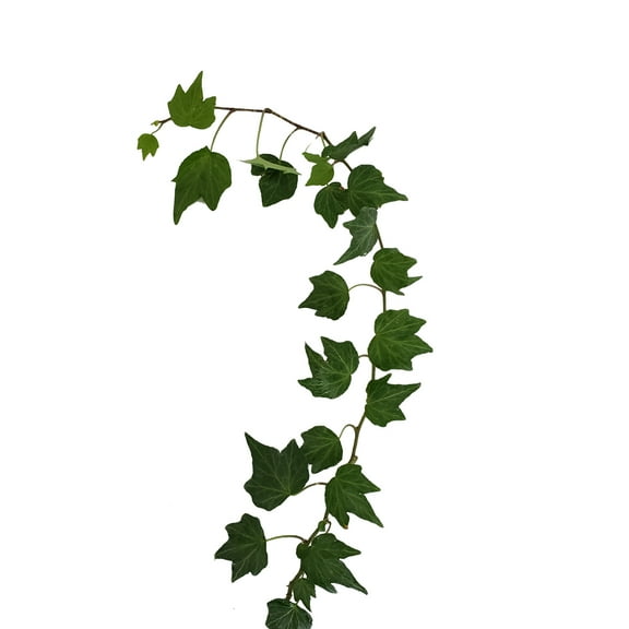 Bloomingmore Everyday Greenery Green Ivy - Farm Direct Fresh Cut Flowers - 150 Stems