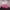 Hot Pink, variant on Tdoenbutw Paper Fans Handheld Lace Fan Hand Party Style Held Flower Wedding Chinese Dance Silk Folding Fans Big Deals Pink