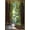Bronze Framed Version, variant on Lantern Press - Muir Woods National Monument, California, Pathway Wall Poster, 22.375" x 34" Framed