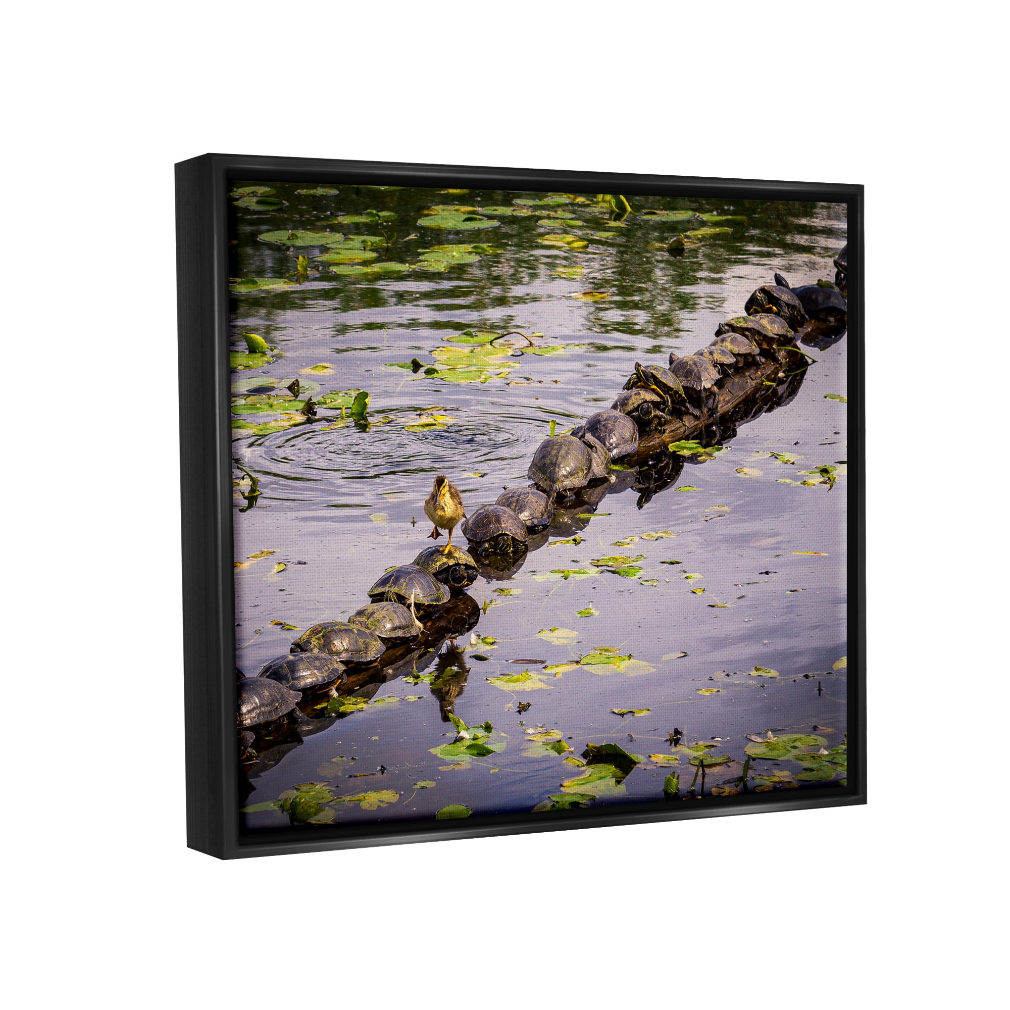 Stupell Industries Bird on Turtle Backs Landscape Photography Black Floater Framed Canvas Art Print Wall Art, 21 x 17