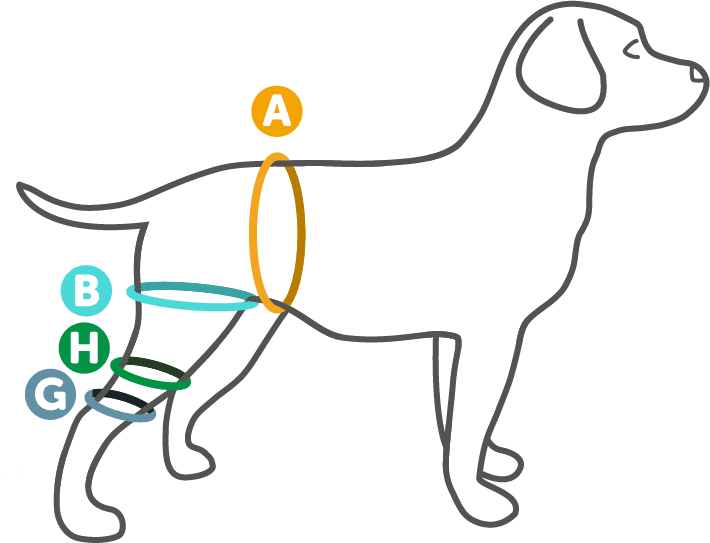 walkabout harness knee brace