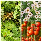 Spider Farmer 55”x28”x80” 140cm x 70cm x 200cm Indoor Grow Tent