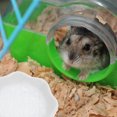 thumbnail image 4 of GOOHOCHY 2 comederos domésticos para hámster, cuencos de cerámica resistentes al desgaste para chinchillas., 4 of 8