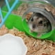 thumbnail image 5 of GOOHOCHY Alimentadores de Hamster Hamster 2pcs Tazones de alimentación resistentes al desgaste Cuencos de la chinchilla de cerámica, 5 of 8