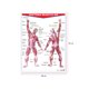 thumbnail image 2 of Póster Sistema Muscular Educatodo B-0069-I, 2 of 2