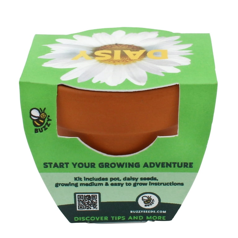 Buzzy Daisy Flower Grow Kit Mini Terracotta Pot Item 97716
