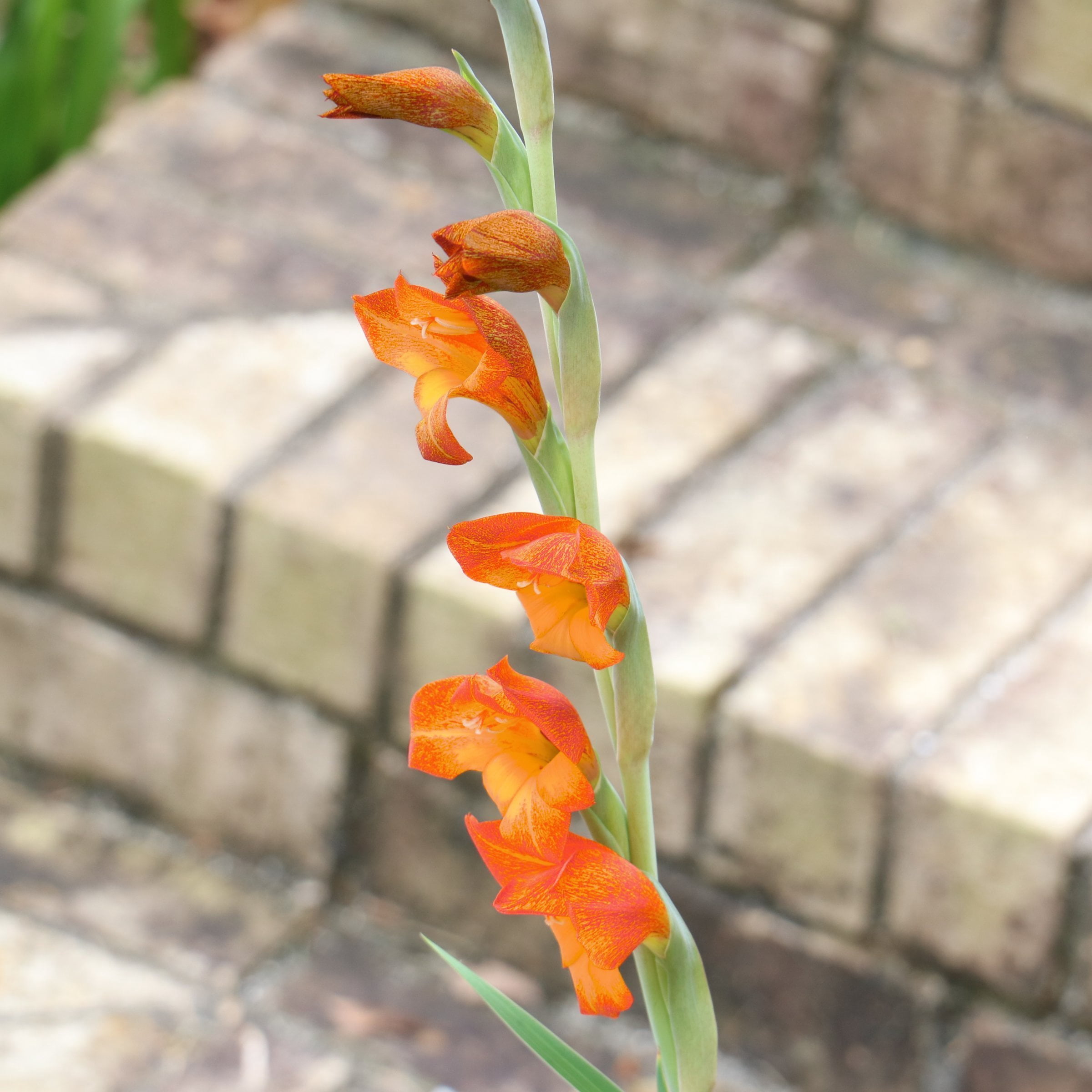National Plant Network Gladioli Cornelli Bulbs (10-Pack)