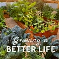 thumbnail image 4 of Cucumber Seeds - Early Spring Burpless F1 -3 g Packet ~85 Seeds - Cucumis sativus - Farm & Garden Vegetable Seeds - Non-GMO, Hybrid, Annual, 4 of 6