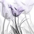 thumbnail image 3 of Koetsier, Albert 20x20 Black Modern Framed Museum Art Print Titled - Lilac Luster Tulip, 3 of 5