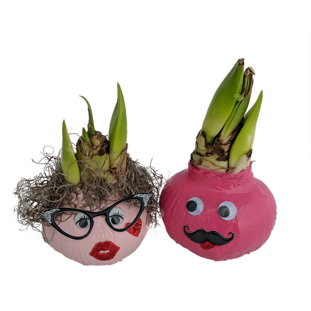 Phyllis & Willis Waxed Amaryllis Large Bulbs Immediate Shipping