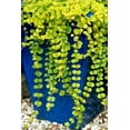 thumbnail image 3 of Expert Gardener 1PT Lysimachia Perennials Live Plants, Full Sun, Green, 3 of 5