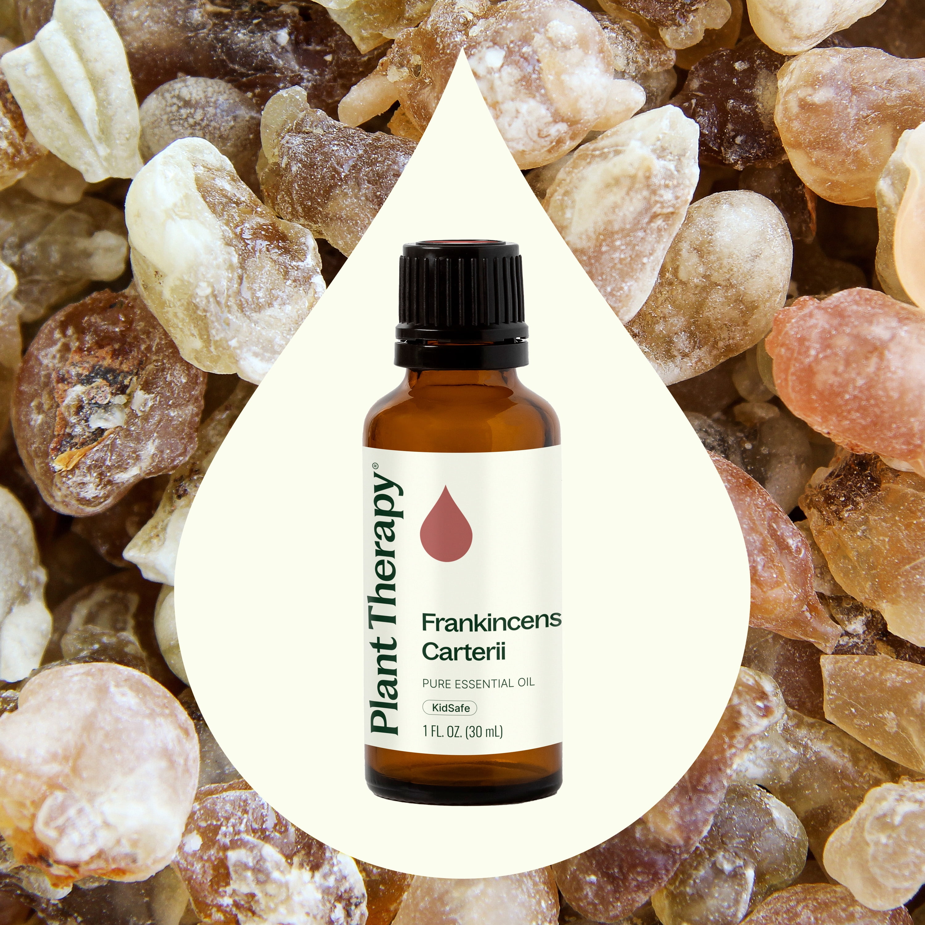 Plant Therapy Frankincense Carterii Essential Oil 30 mL (1 oz), Pure, Undiluted, Natural Aromatherapy