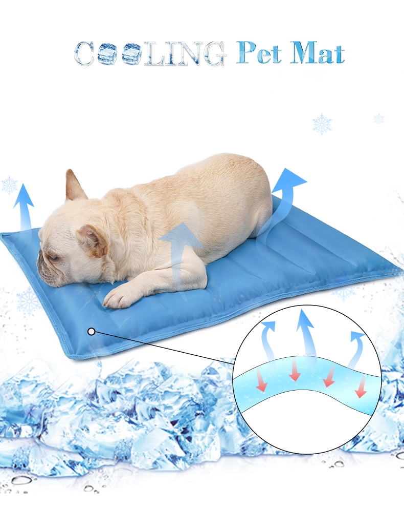 Do Dogs Like Ice Water