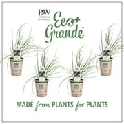 Proven Winners 4-Pack, 4.25 in. Eco+Grande, Garlic Chives, Live Plant, Herb