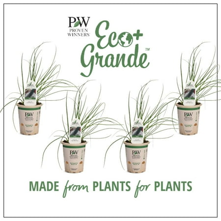 Proven Winners 4-Pack, 4.25 in. Eco+Grande, Garlic Chives, Live Plant, Herb