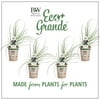 4-Pack, 4.25 in. Eco+Grande, Garlic Chives, Live Plant, Herb