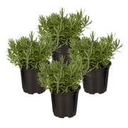 Live Aromatic and Edible Herb - Lavender (4 Per Pack), Natural Sleep Enhancer, 6" Tall by 4" Wide in 1 Pint Pot