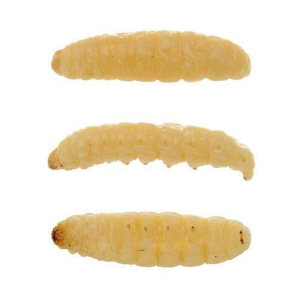 Eurotackle Mummy Worm Natural