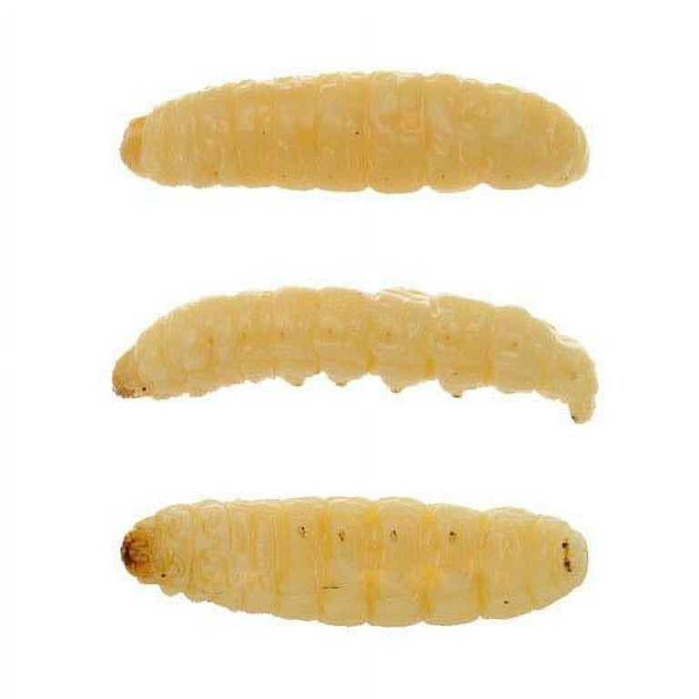 Eurotackle Mummy Worm Preserved Fishing Wax Worms - Natural, Model 00101,  35+/pack 