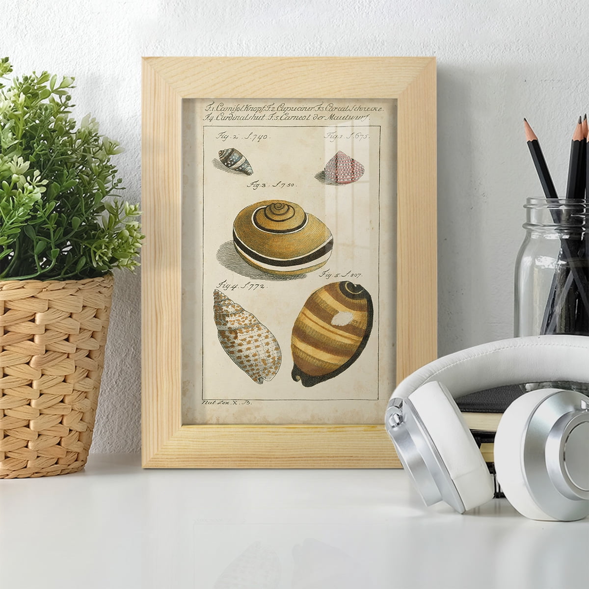 Vintage Shell Study IV -Framed Print w/glass-Natural Wood