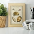 thumbnail image 6 of Vintage Shell Study IV -Framed Print w/glass-Natural Wood, 6 of 8