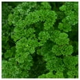 thumbnail image 3 of Everwilde Farms - 1000 Triple Curled Parsley Seeds - Gold Vault Jumbo Bulk Seed Packet, 3 of 5