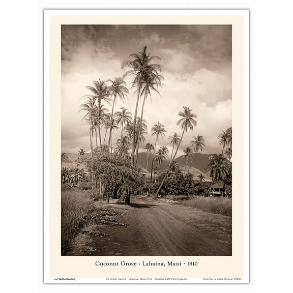 Coconut Grove - Lahaina, Maui 1910 - Vintage B&W Photograph - Master Art Print (Unframed) 9in x 12in