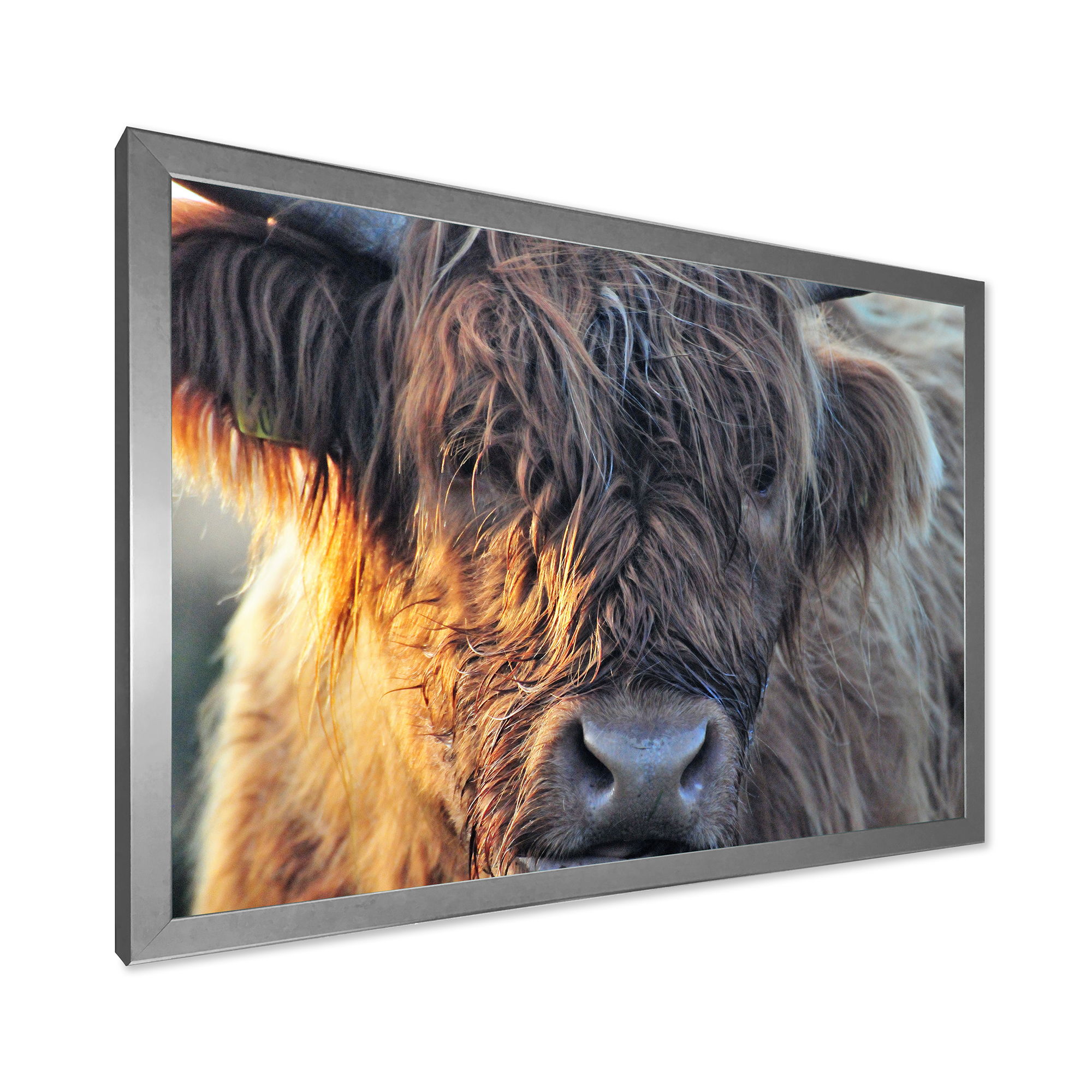 Designart 'Close Up Of Scottish Cow On Moorland III' Farmhouse Framed Art Print